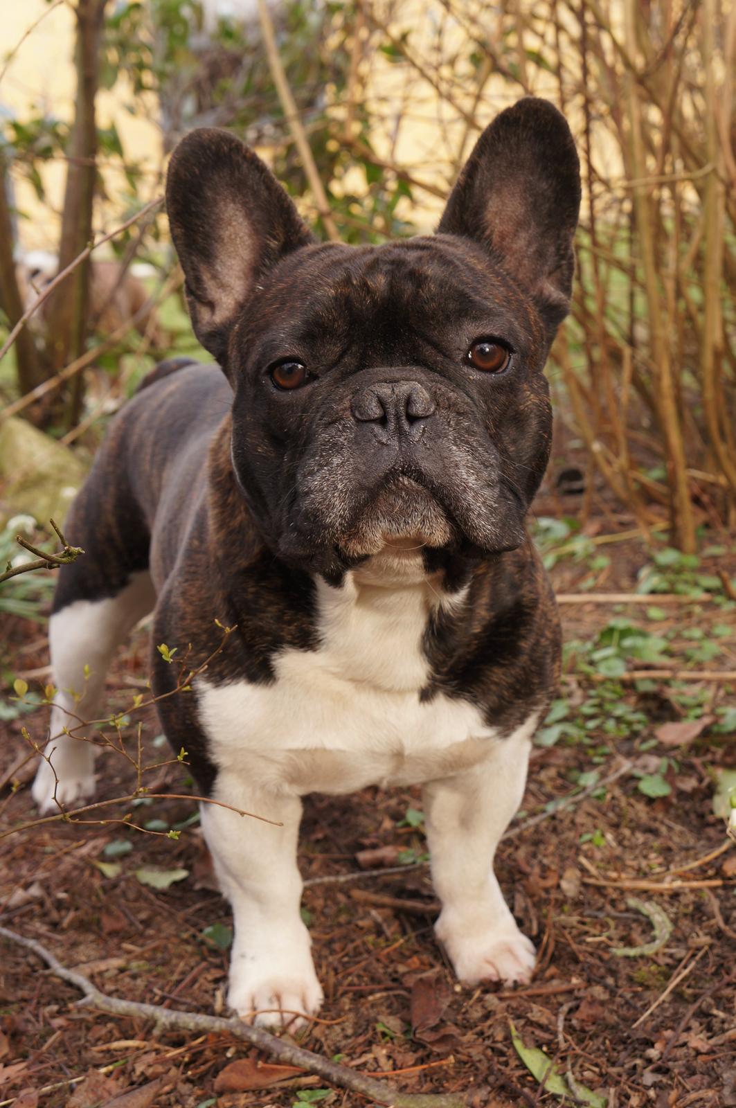 Fransk bulldog Armani "Dyson" billede 23