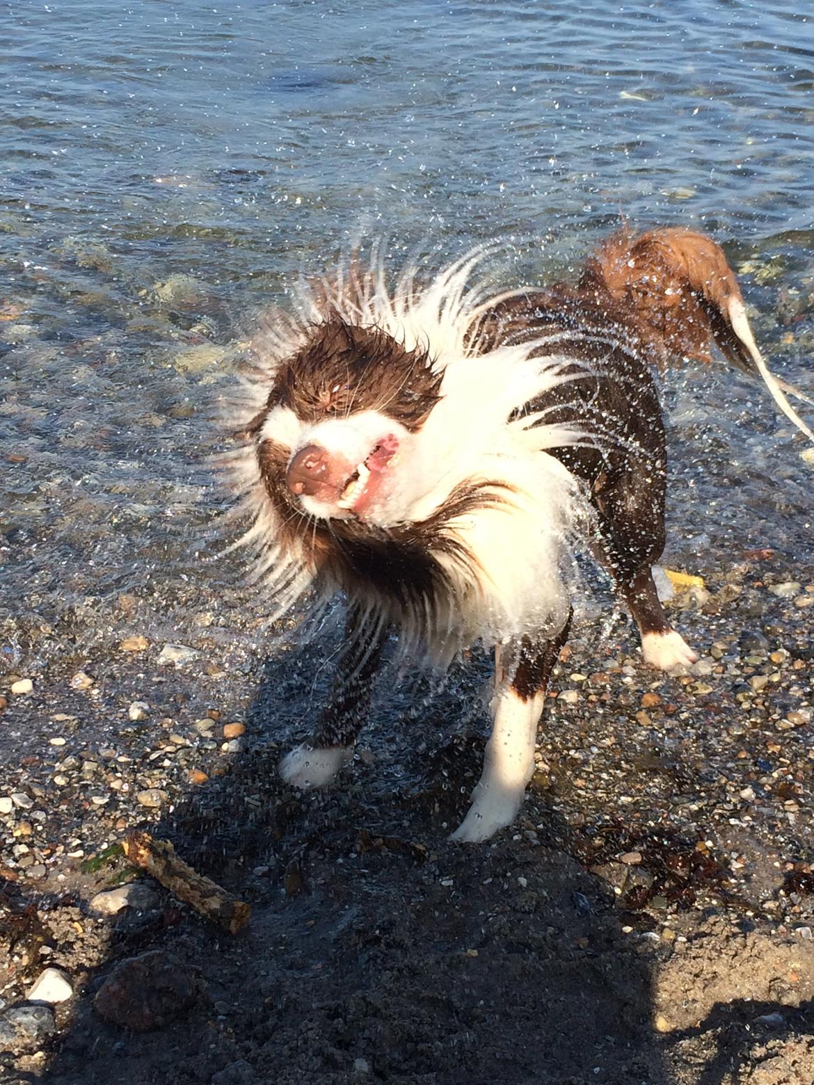 Border collie George billede 2