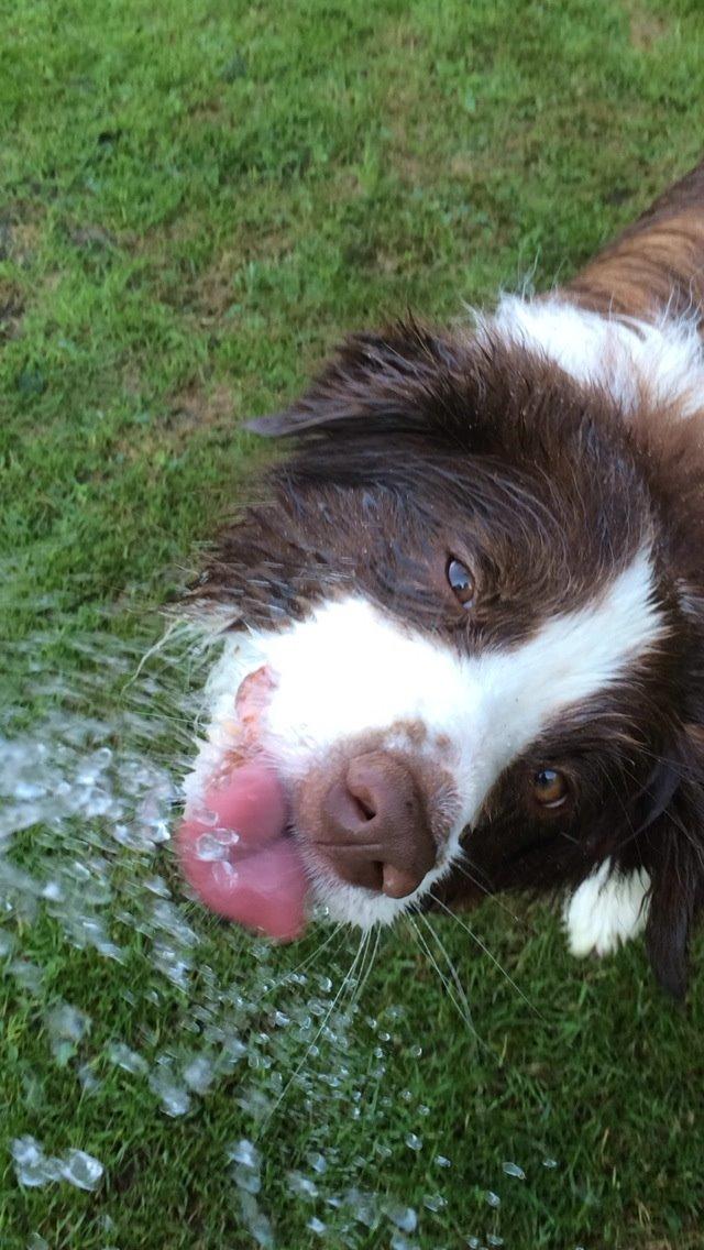 Border collie George billede 1