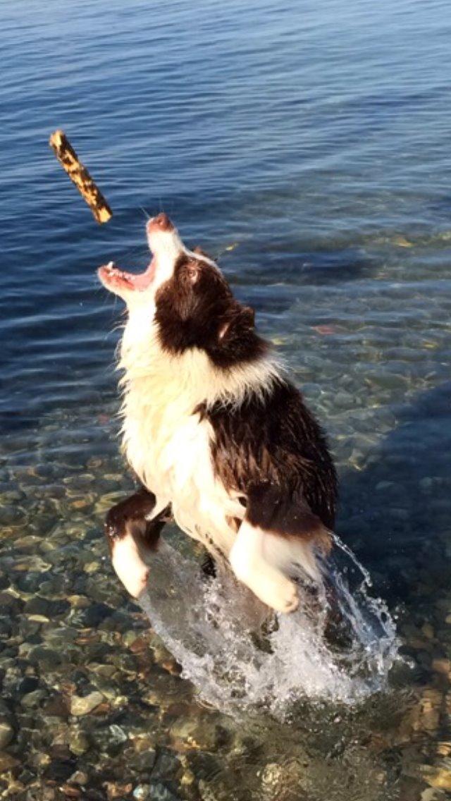 Border collie George billede 3