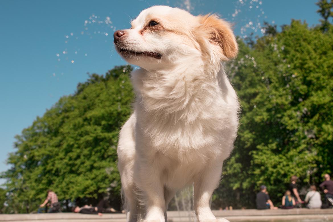 Chihuahua Loui billede 6