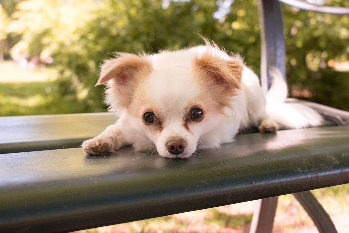 Chihuahua Loui billede 10