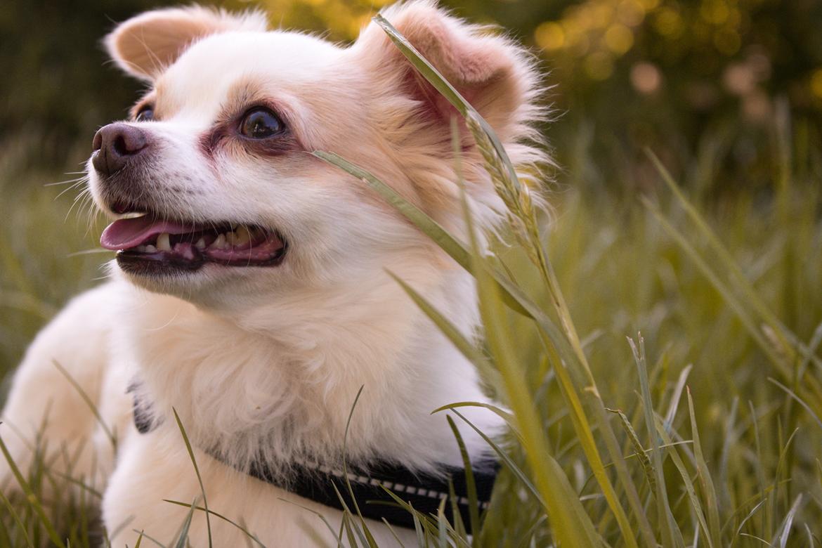 Chihuahua Loui billede 14