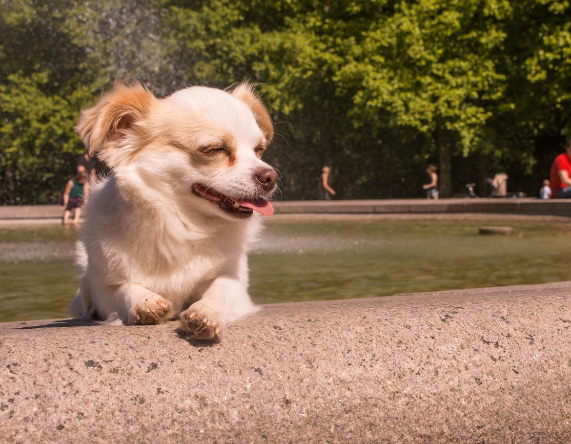 Chihuahua Loui billede 7