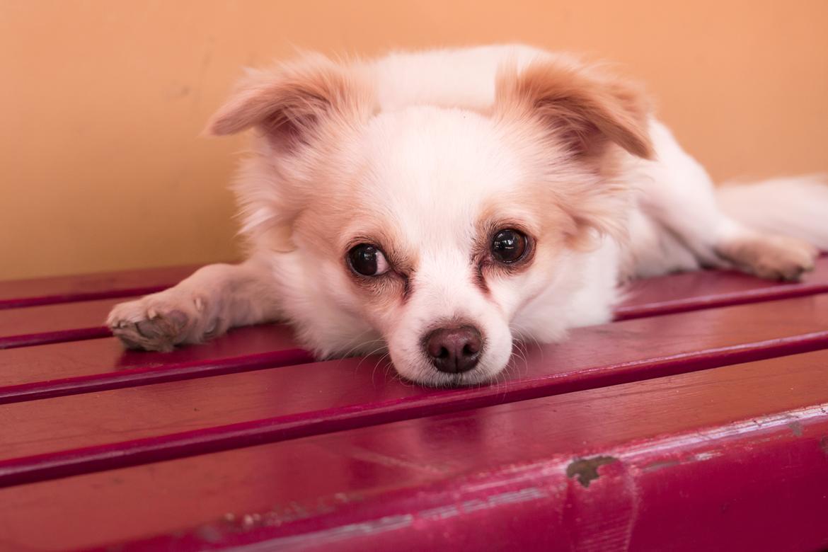 Chihuahua Loui billede 15