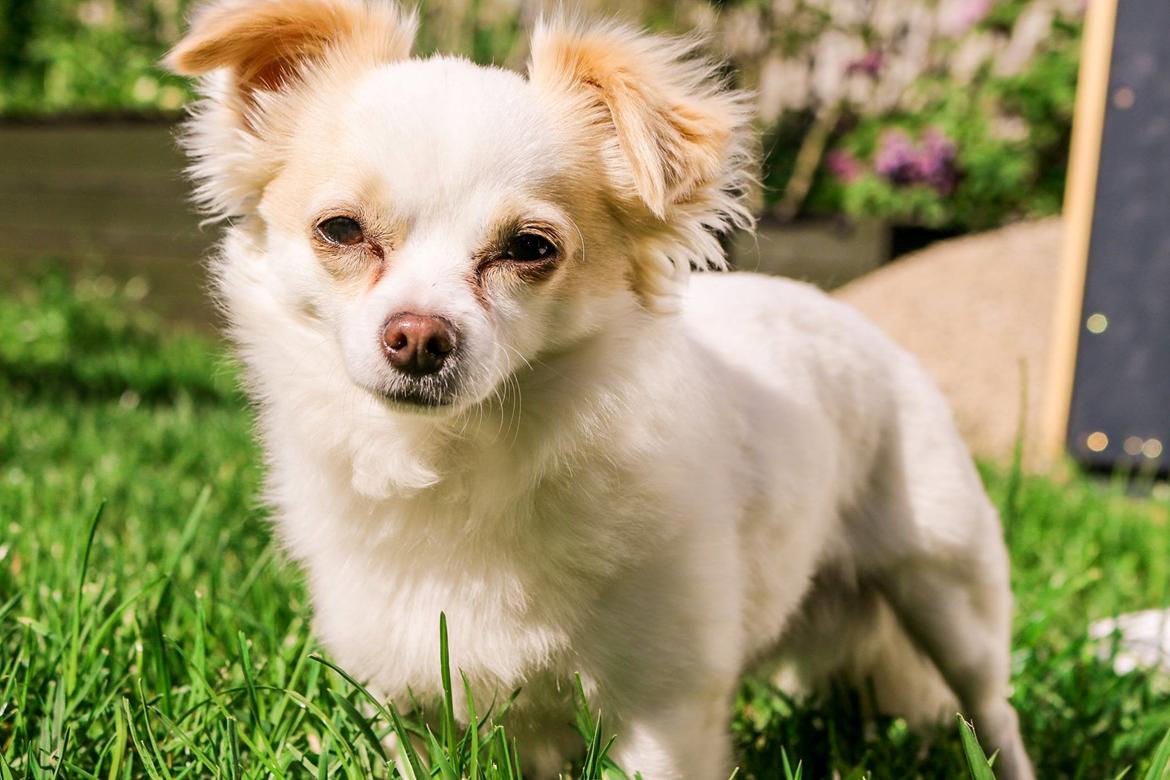 Chihuahua Loui billede 8