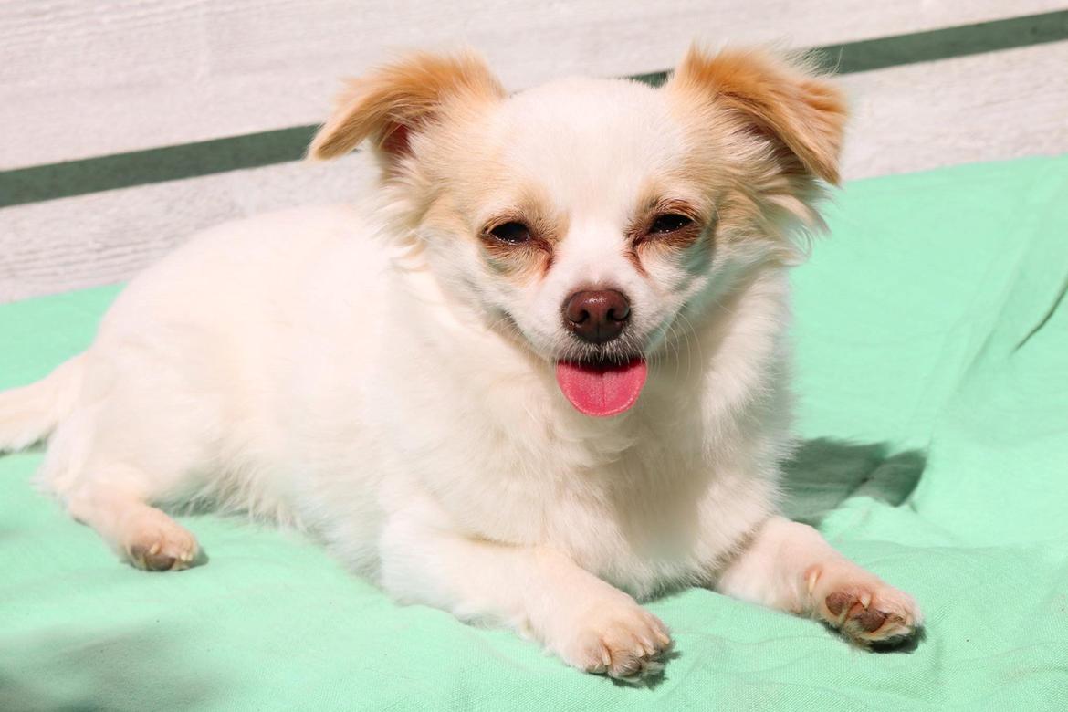 Chihuahua Loui billede 12