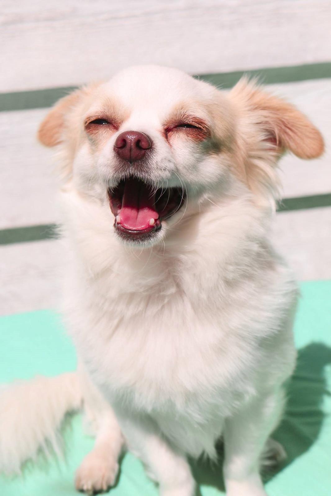 Chihuahua Loui billede 13