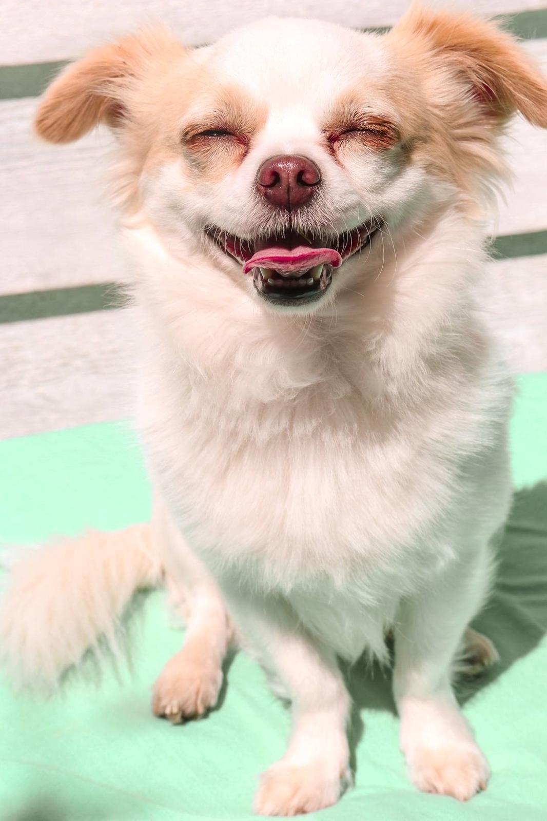 Chihuahua Loui billede 9