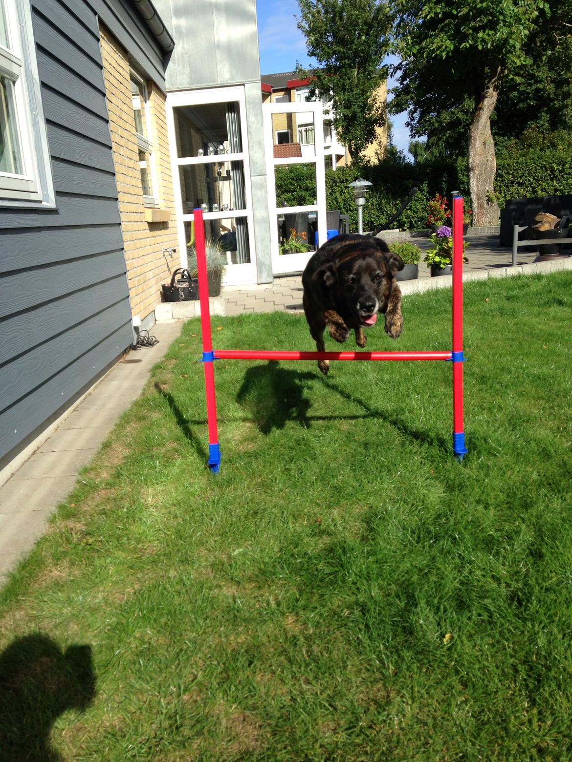 Blanding af racer Mille billede 15