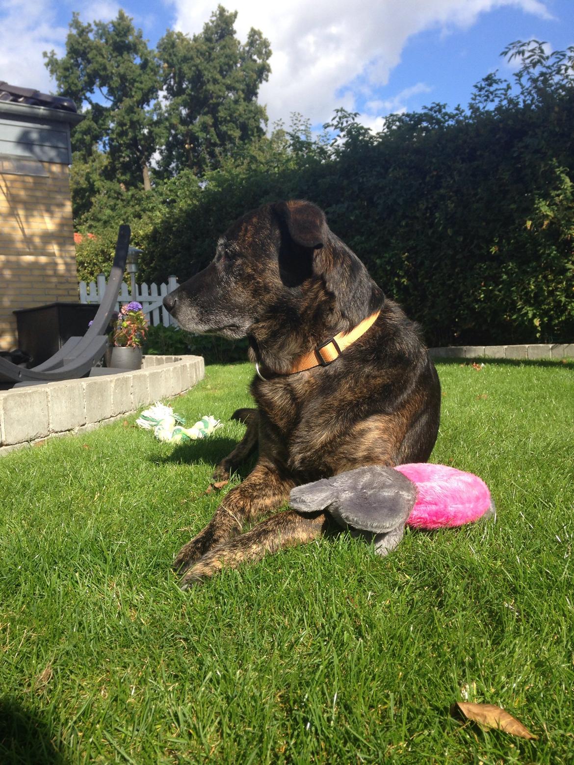 Blanding af racer Mille billede 16