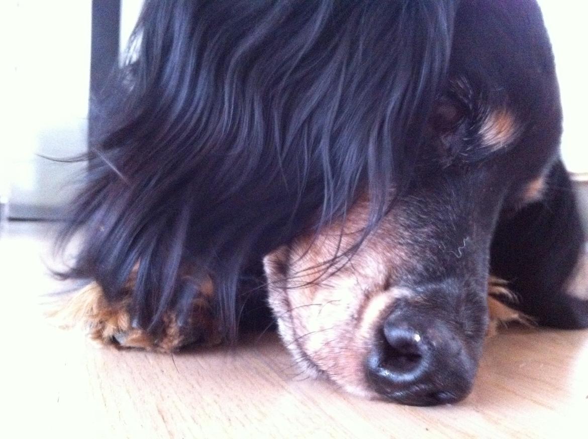 Gravhund Rasmus  billede 3