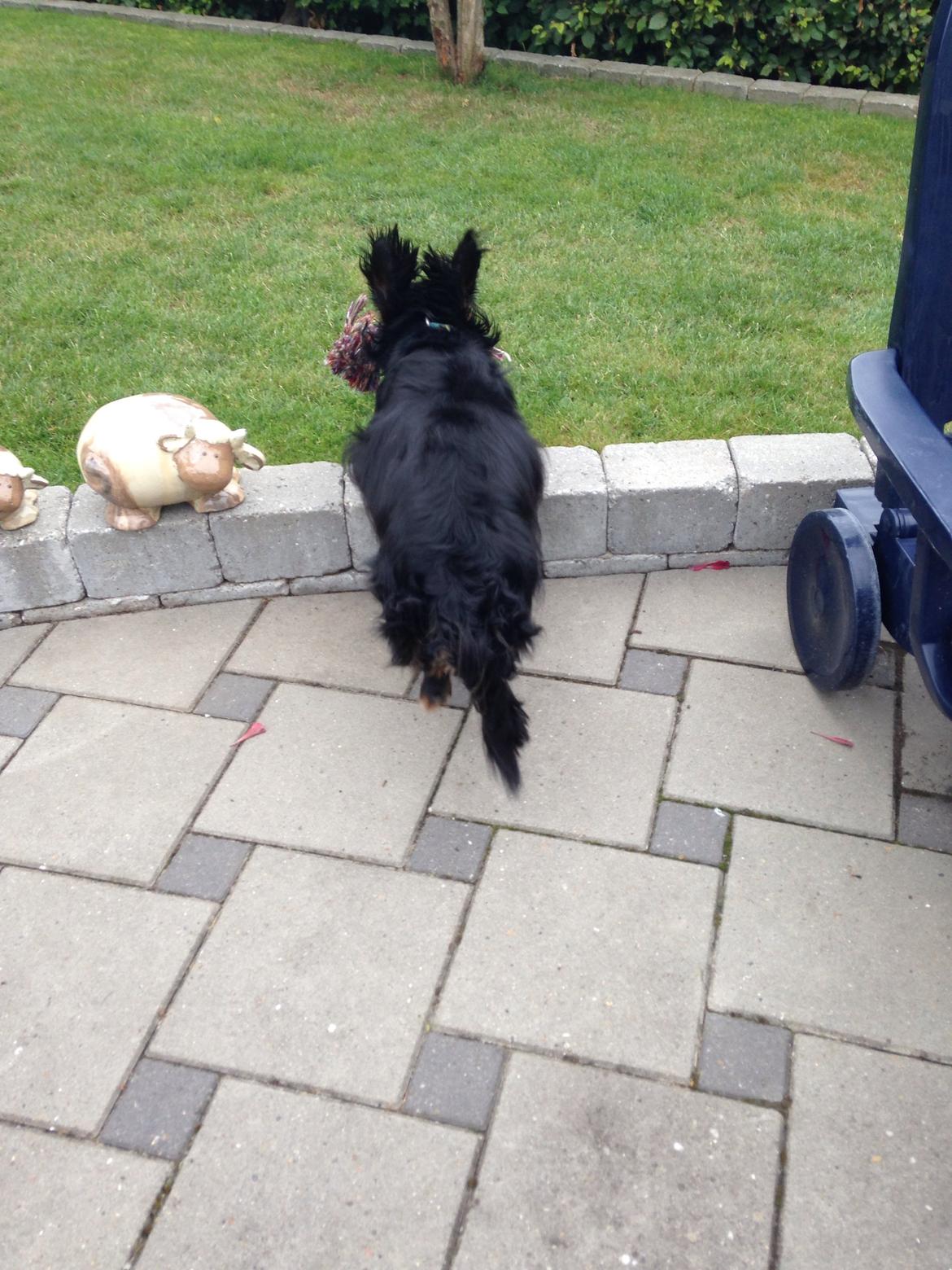 Gravhund Rasmus  billede 2