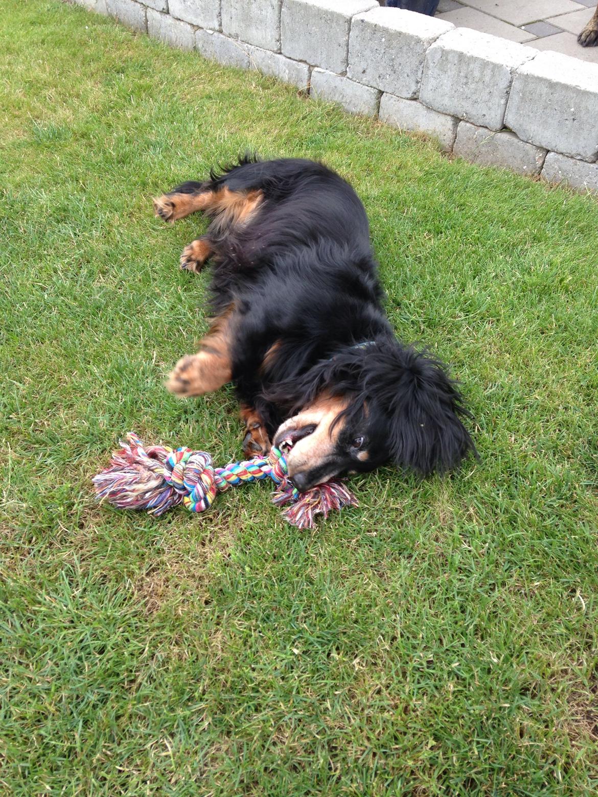 Gravhund Rasmus  billede 1