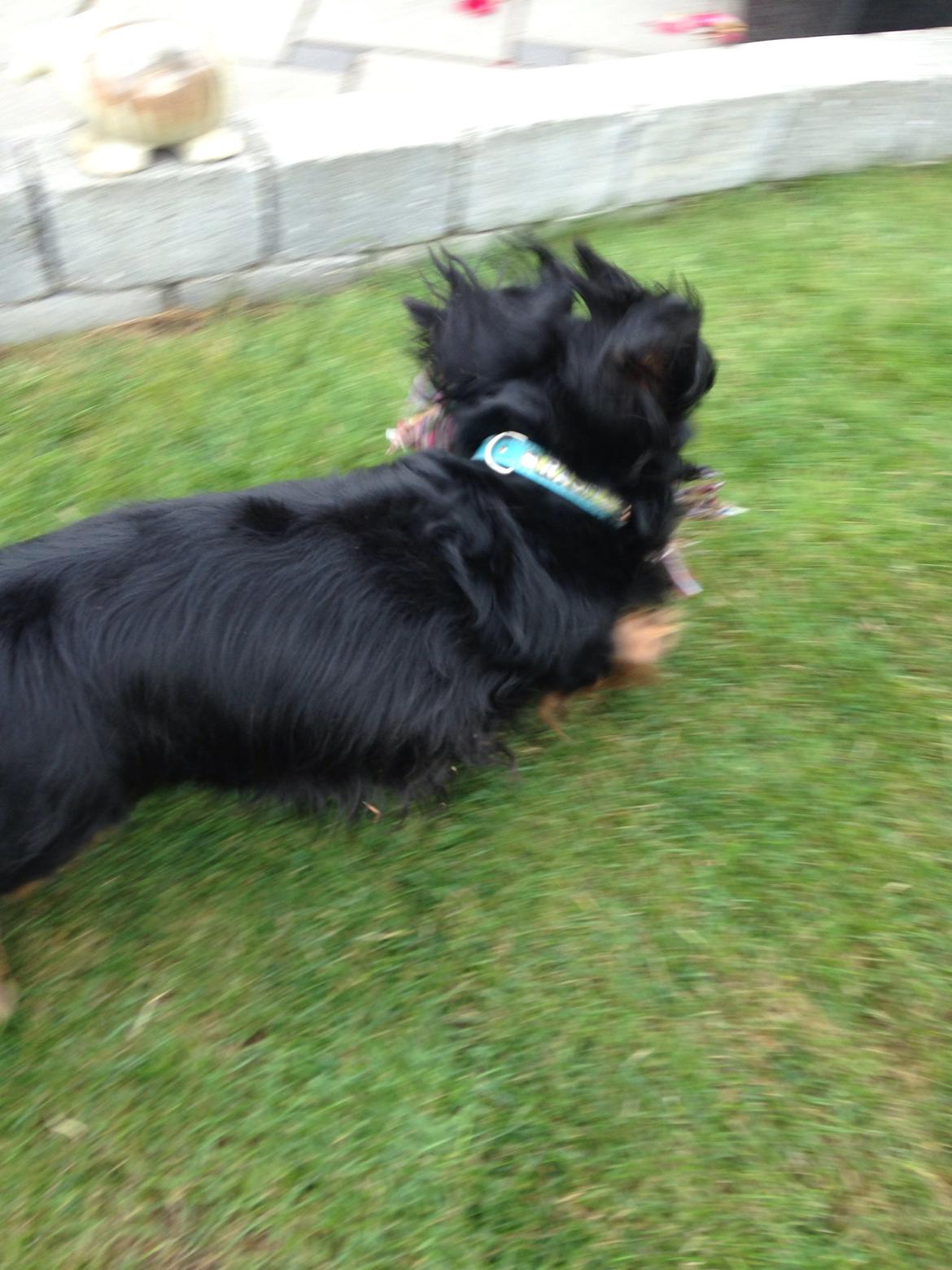 Gravhund Rasmus  billede 4