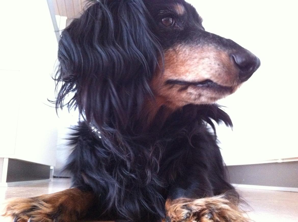 Gravhund Rasmus  billede 5