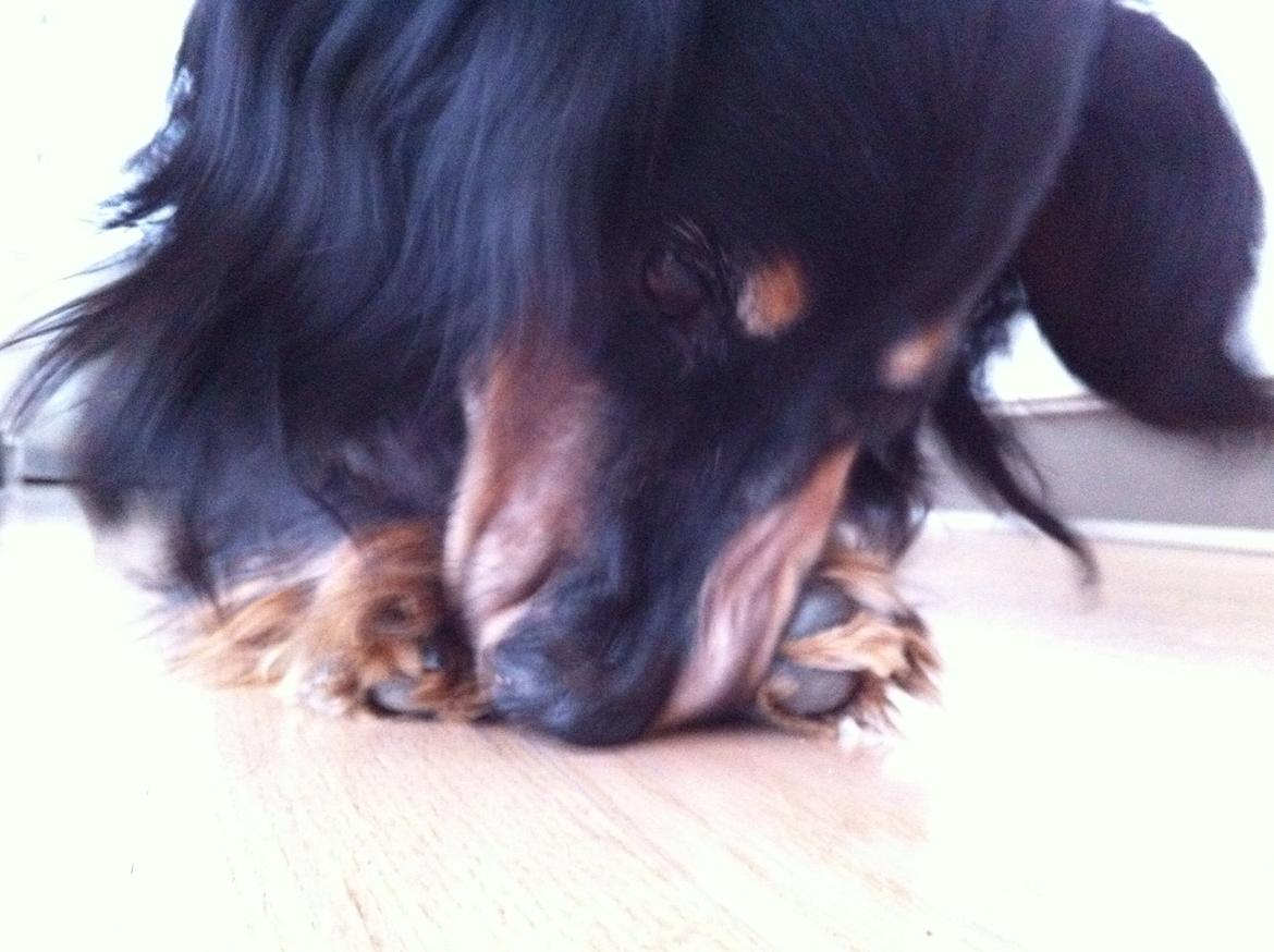 Gravhund Rasmus  billede 6