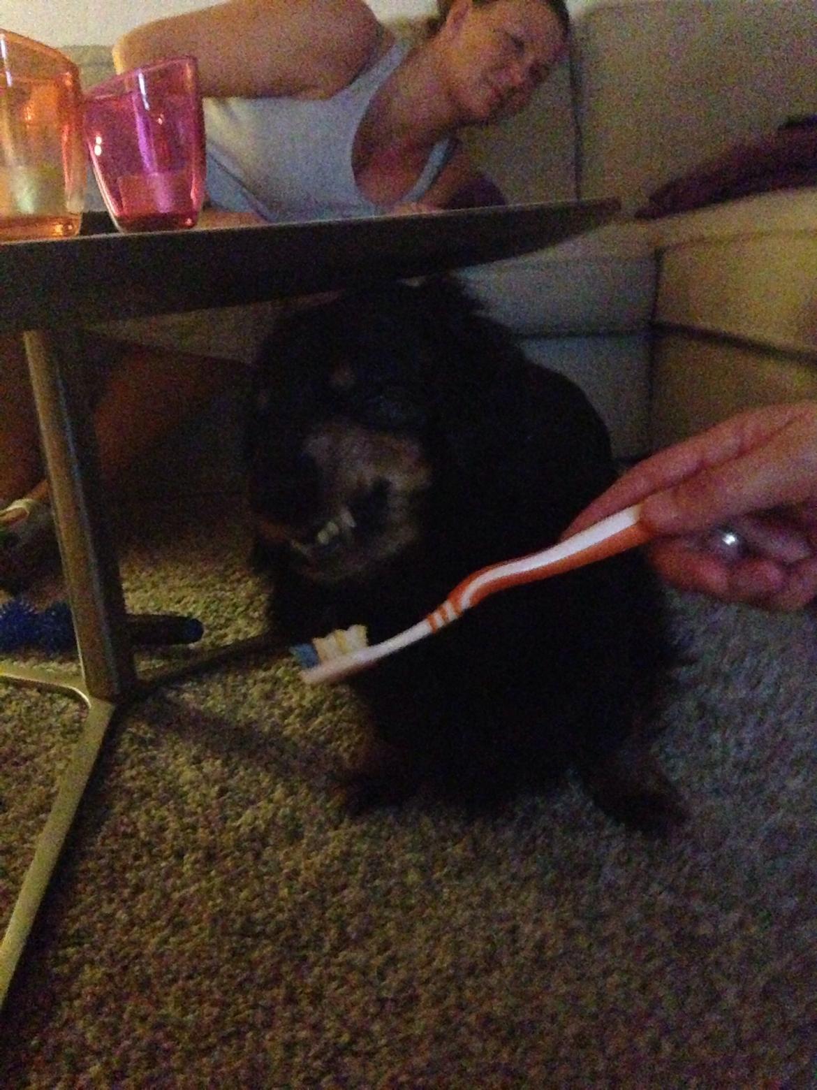 Gravhund Rasmus  billede 8