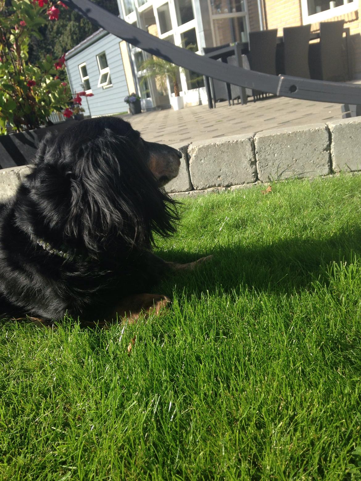 Gravhund Rasmus  billede 9