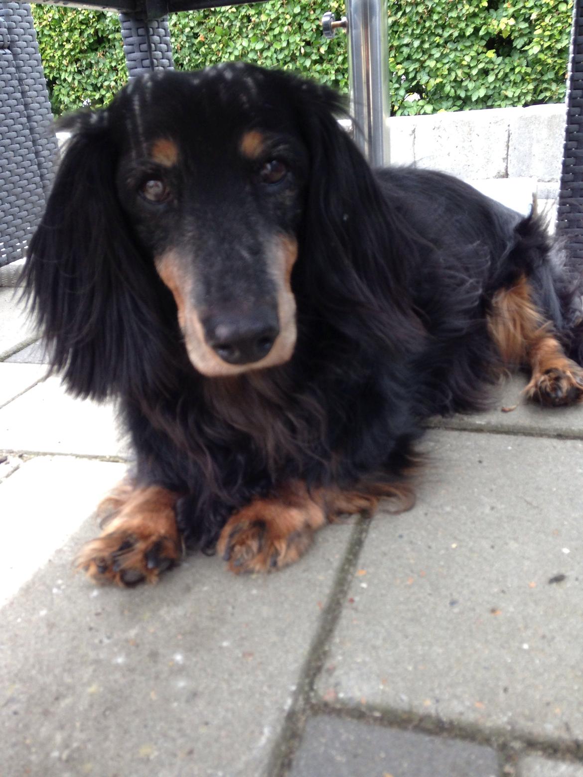 Gravhund Rasmus  billede 10