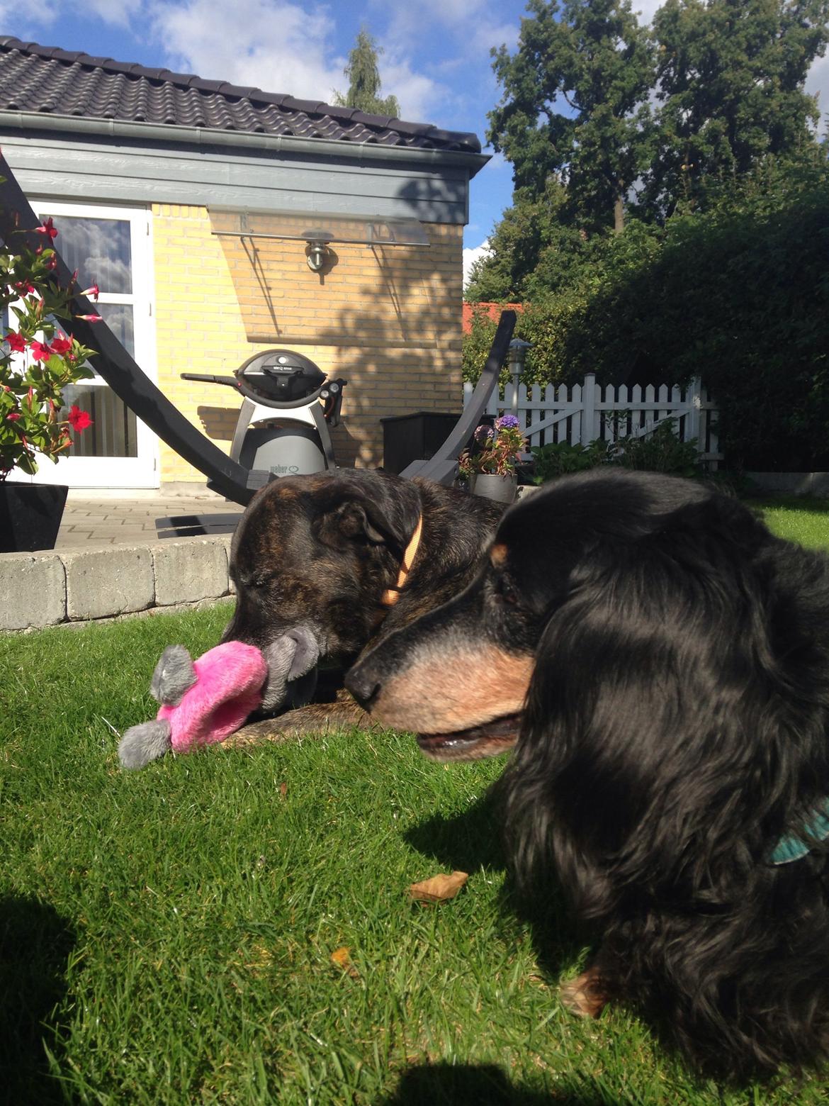 Gravhund Rasmus  billede 11