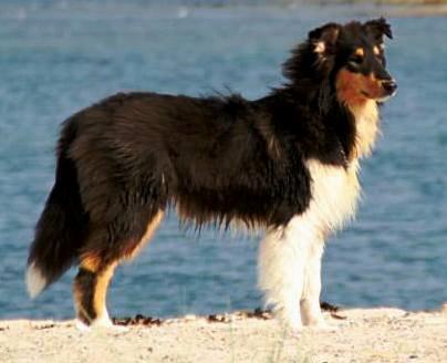 Collie langhåret Lapinette’s Fire It Up - Liam 5½ mdr gammel - d. 25. maj 2014  billede 26