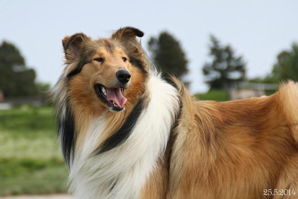 Collie langhåret Ebony Moor´s Charismatic Cato - Cato 1 år gammel d. 25 maj 2014 billede 17