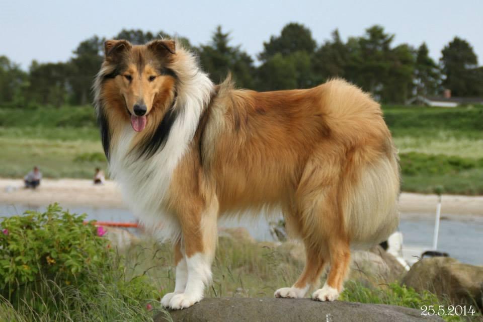 Collie langhåret Ebony Moor´s Charismatic Cato - Cato 1 år gammel d. 25 maj 2014 billede 19