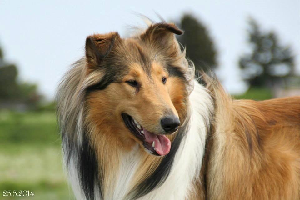 Collie langhåret Ebony Moor´s Charismatic Cato - Cato 1 år gammel d. 25 maj 2014 billede 20