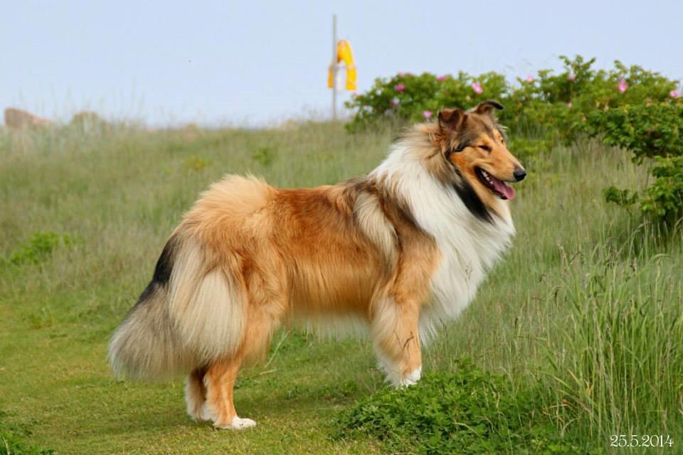 Collie langhåret Ebony Moor´s Charismatic Cato - Cato 1 år gammel d. 25 maj 2014 billede 18