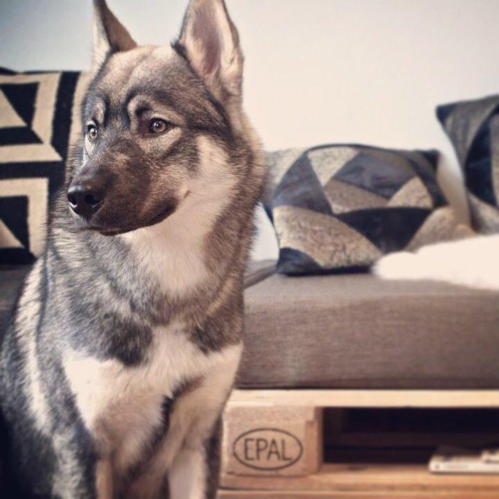 Siberian husky Wolf billede 8