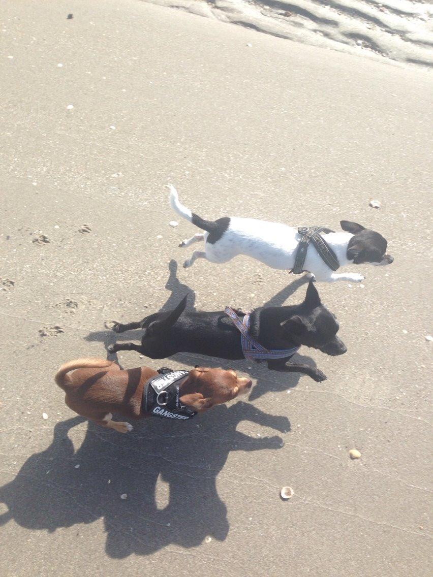 Chihuahua Flowers Kato billede 12