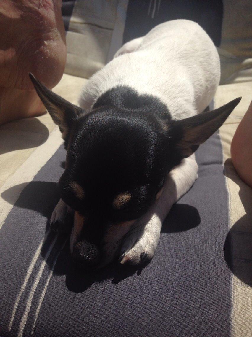 Chihuahua Flowers Kato billede 11