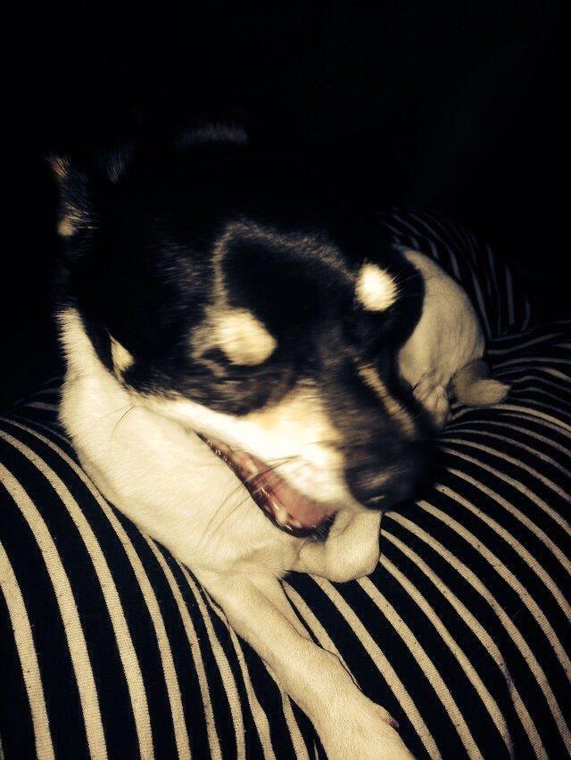 Chihuahua Flowers Kato billede 13