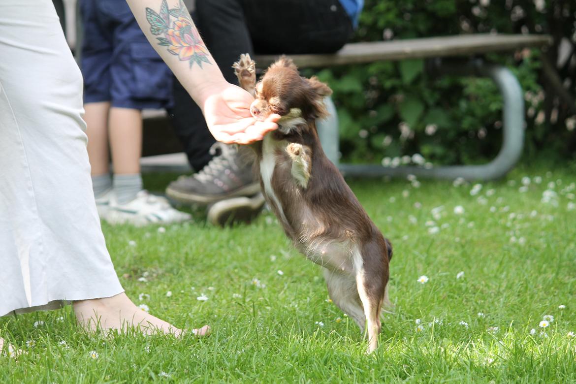 Chihuahua Ayumi Von Edertal - 25 maj 2014 - ca. 14 dage til hun skal føde, men derfor kan man jo sagtens fjolle ;-) billede 14