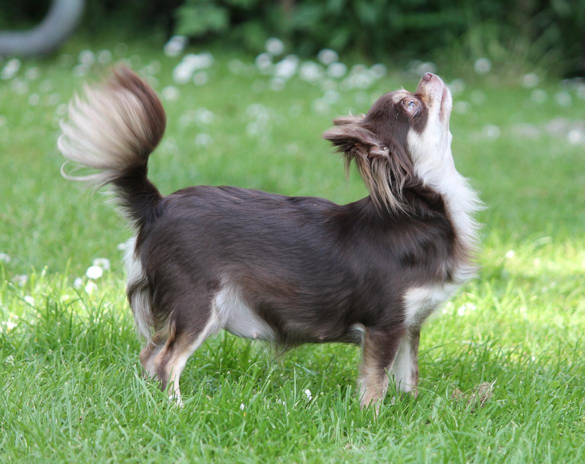 Chihuahua Ayumi Von Edertal - 25 maj 2014 - ca. 14 dage til hun skal føde :-) billede 20