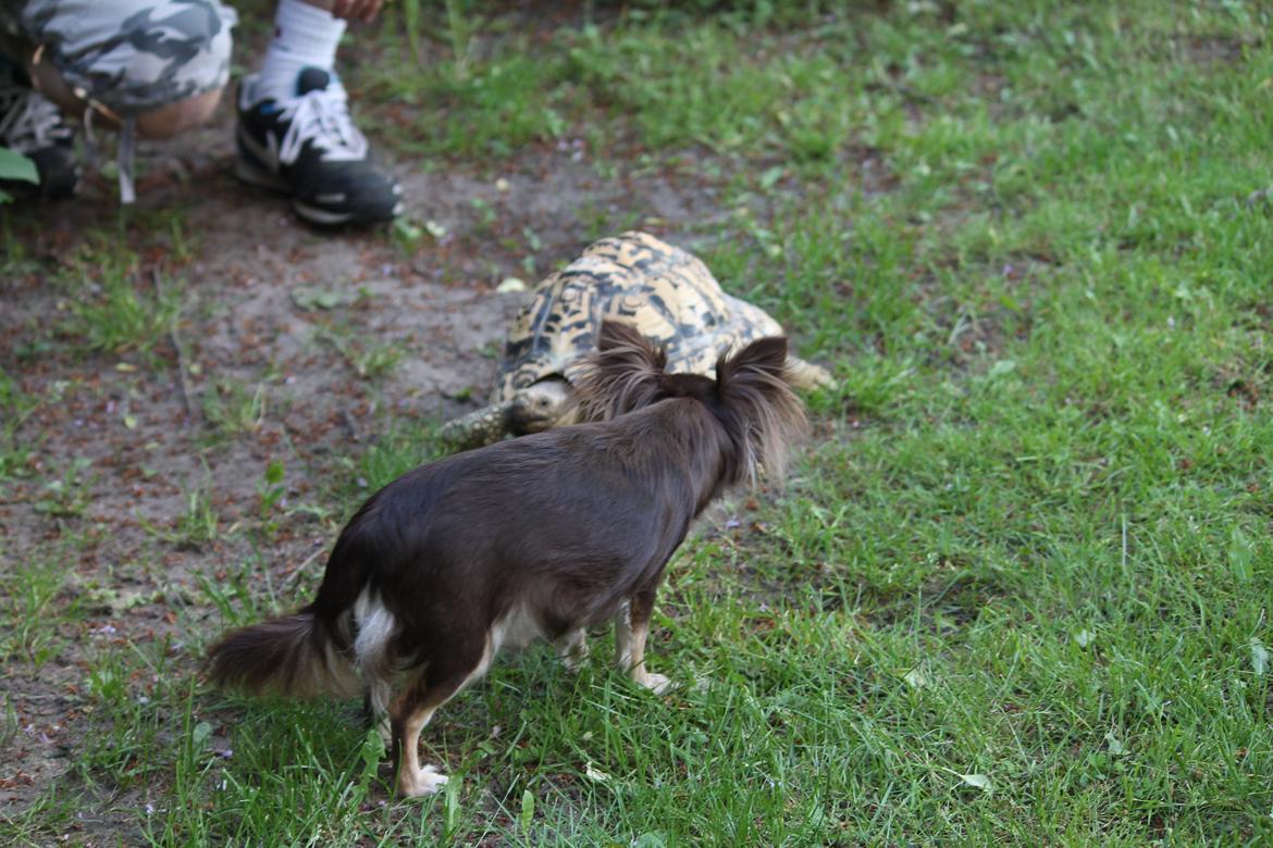 Chihuahua Ayumi Von Edertal - Ayumi og Gol Gol møder hinanden :-P 25 maj 2014 billede 11