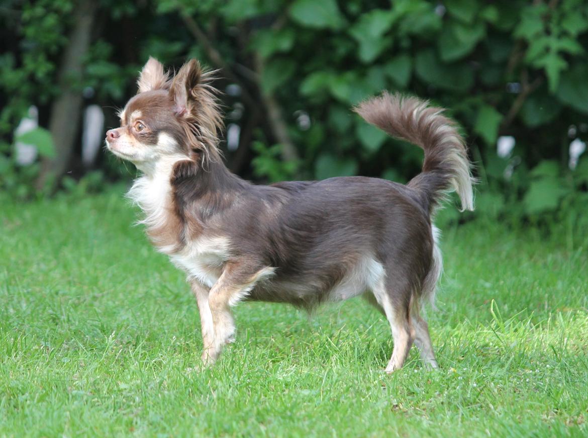 Chihuahua Ayumi Von Edertal - 25 maj 2014 - ca. 14 dage til hun skal føde :-) billede 3