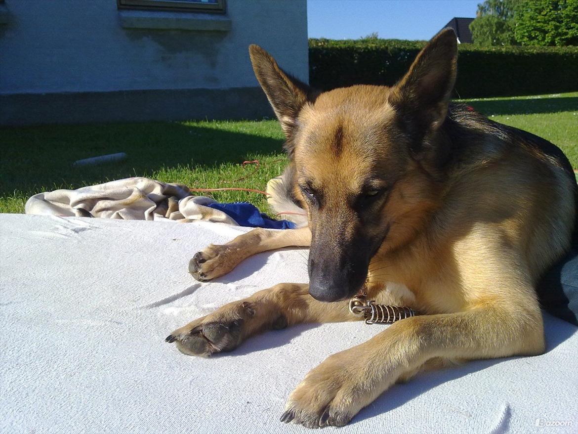 Schæferhund Kento...R.I.P. billede 1