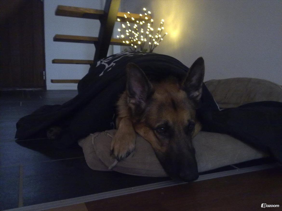 Schæferhund Kento...R.I.P. billede 3