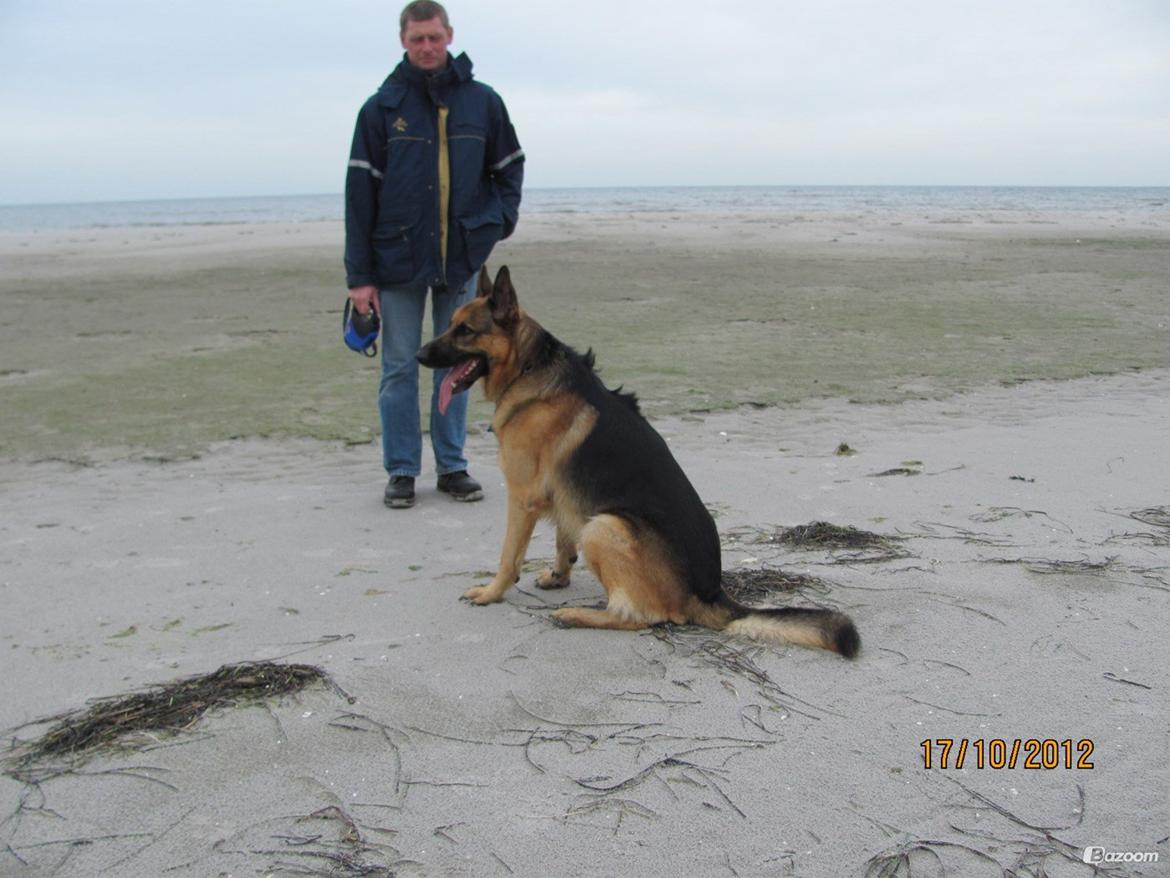 Schæferhund Kento...R.I.P. billede 4