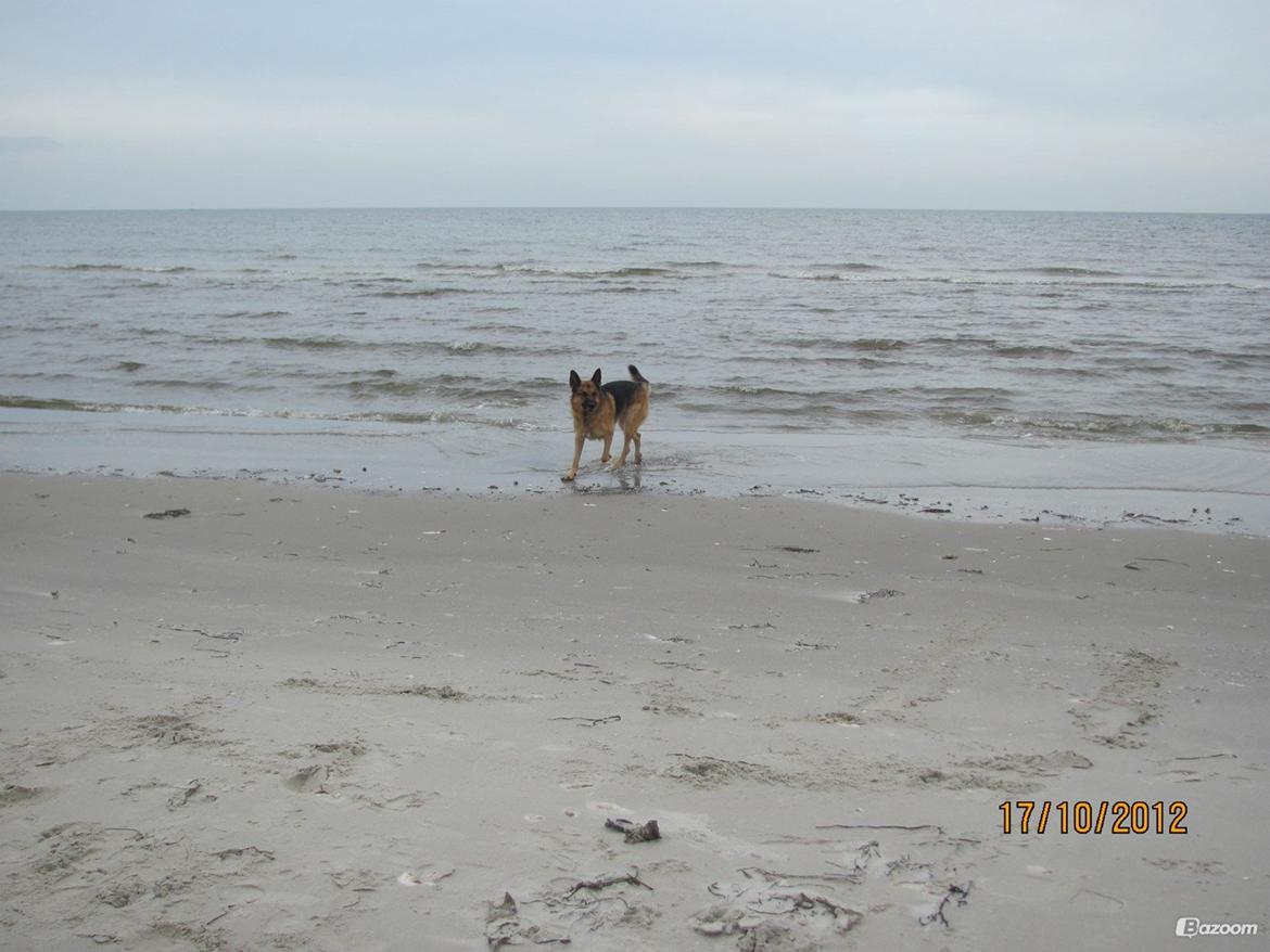 Schæferhund Kento...R.I.P. billede 5