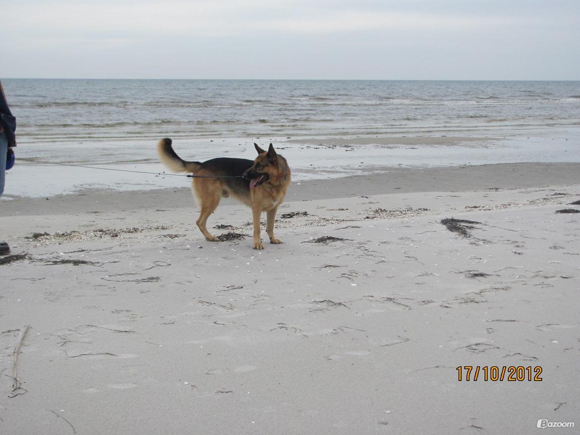 Schæferhund Kento...R.I.P. billede 6