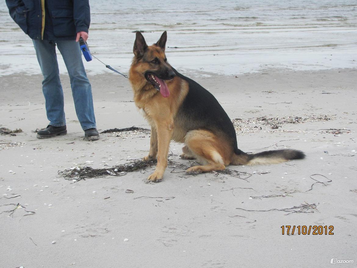 Schæferhund Kento...R.I.P. billede 7