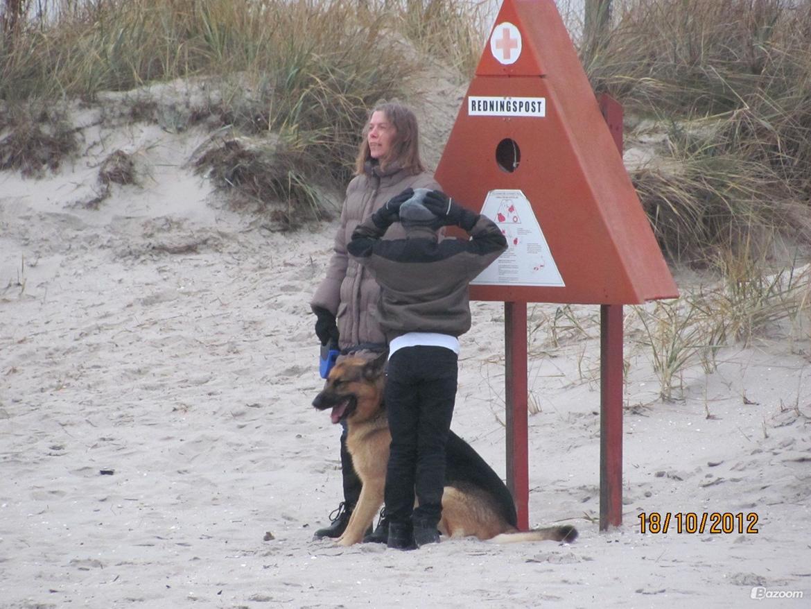 Schæferhund Kento...R.I.P. billede 8