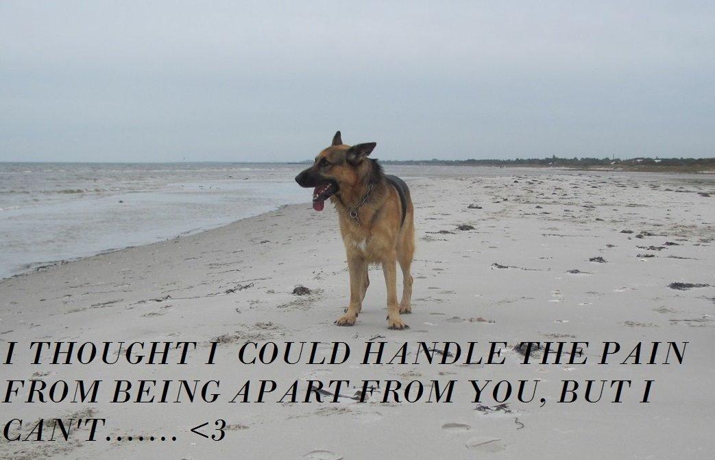 Schæferhund Kento...R.I.P. billede 9