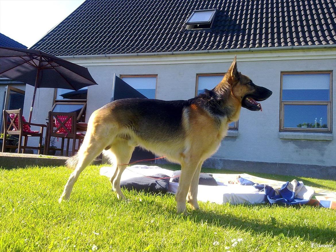 Schæferhund Kento...R.I.P. billede 2