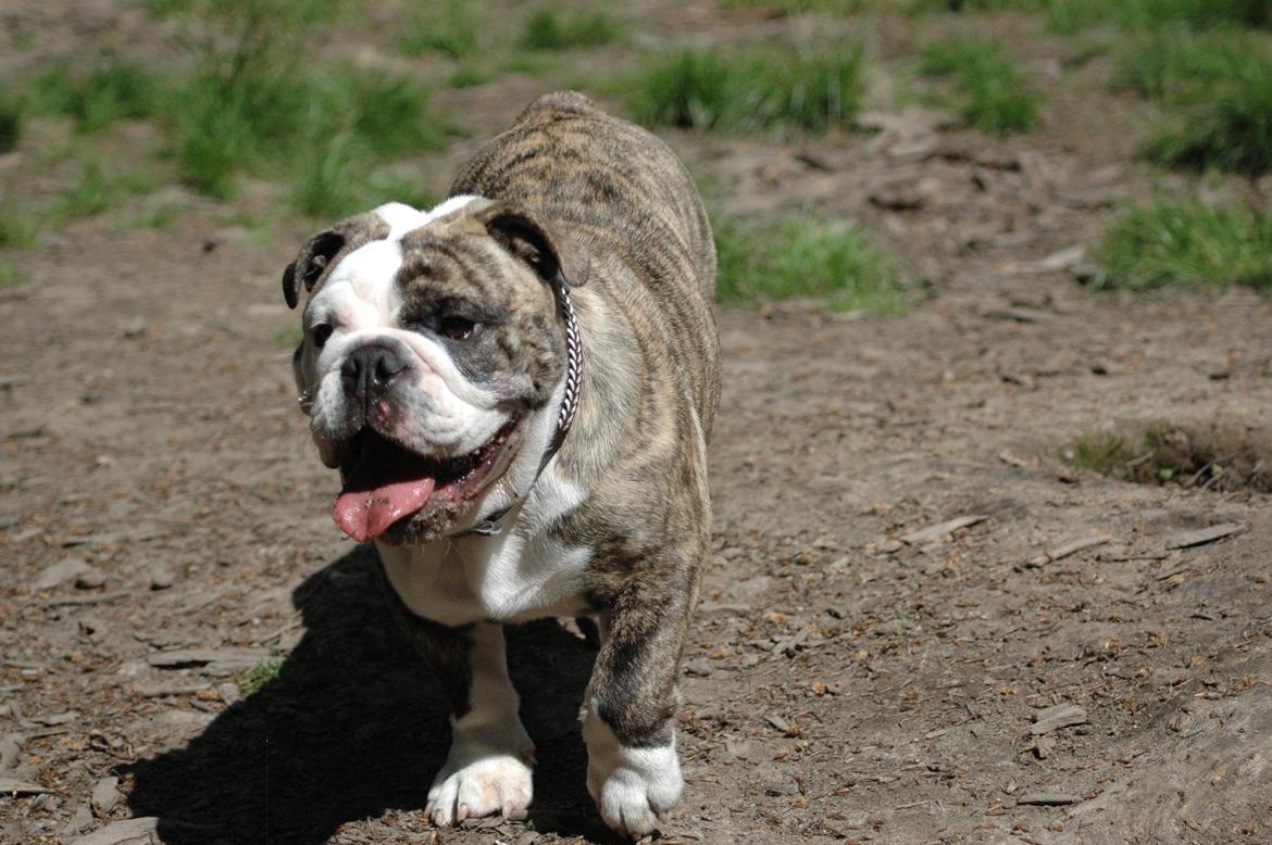 Engelsk bulldog GT - Så blev jeg 6 mdr :) billede 3