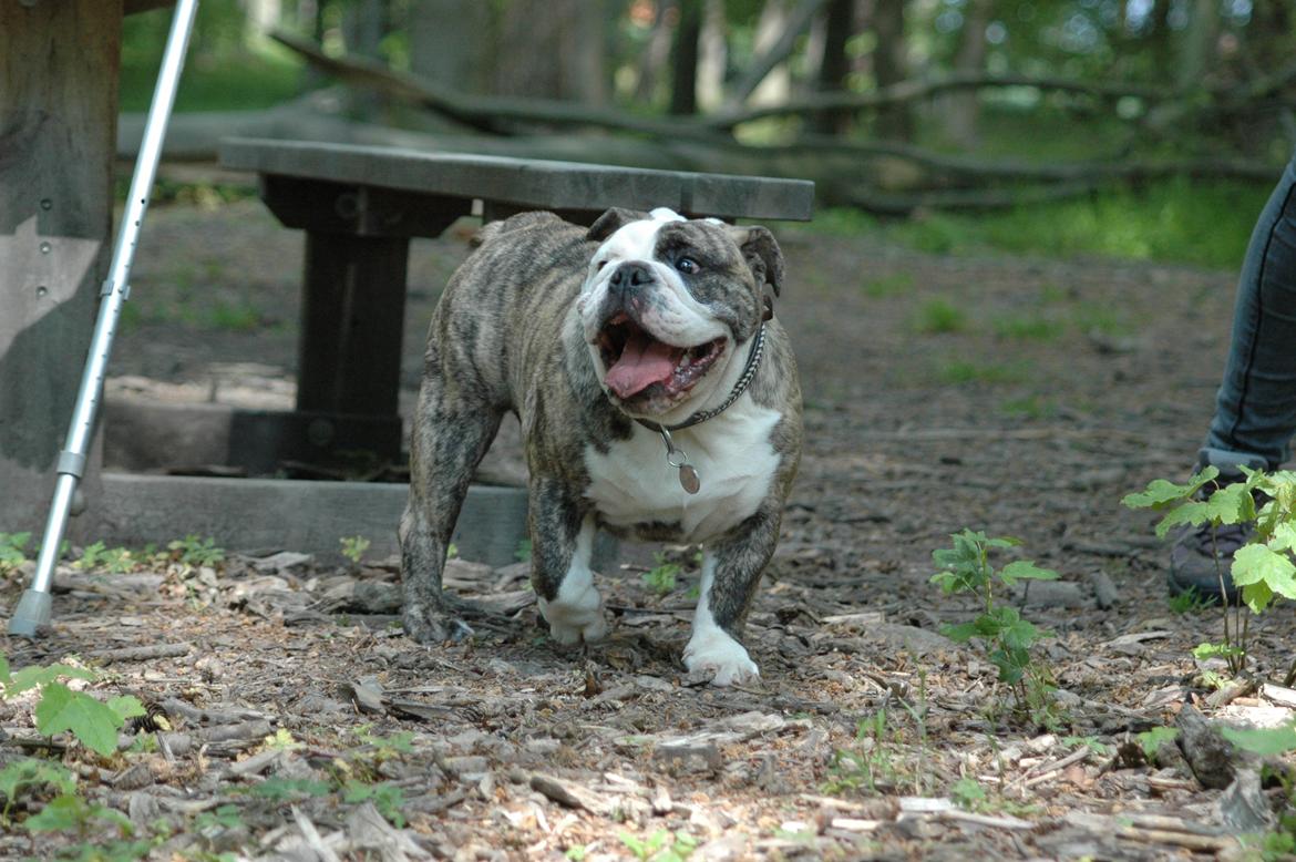 Engelsk bulldog GT - Jeg er nu 6 mdr gammel :) billede 4