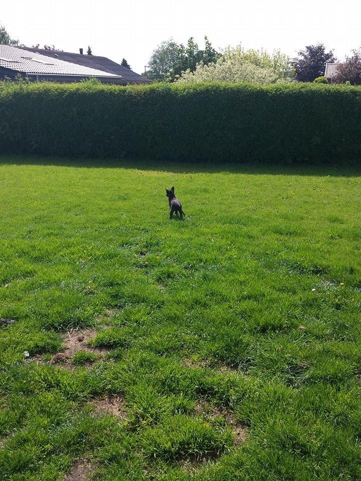 Hollandsk hyrdehund Resy billede 9